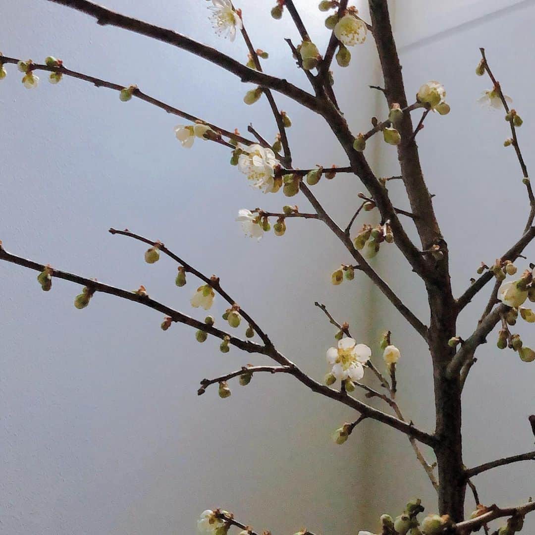 山本浩未さんのインスタグラム写真 - (山本浩未Instagram)「梅の花咲きました〜🥰  @miatazawa ちゃんのご実家の梅の枝、一つ開花したら一気にぷわぁ〜💗💗😆💗💗  春をありがとう☺️💕💕💕」1月29日 21時07分 - hiromicoy