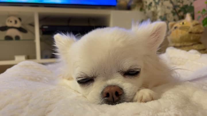 kayoのインスタグラム：「* * * 今日は寒かったねー☃️❄️ ぬくぬくして おやすみ⭐️ * * * Mikan❤️ * * #chihuahua#chihuahualove#dogstgram#dog#instadog#チワワ#チワワ大好き#チワワのいる暮らし * * *」