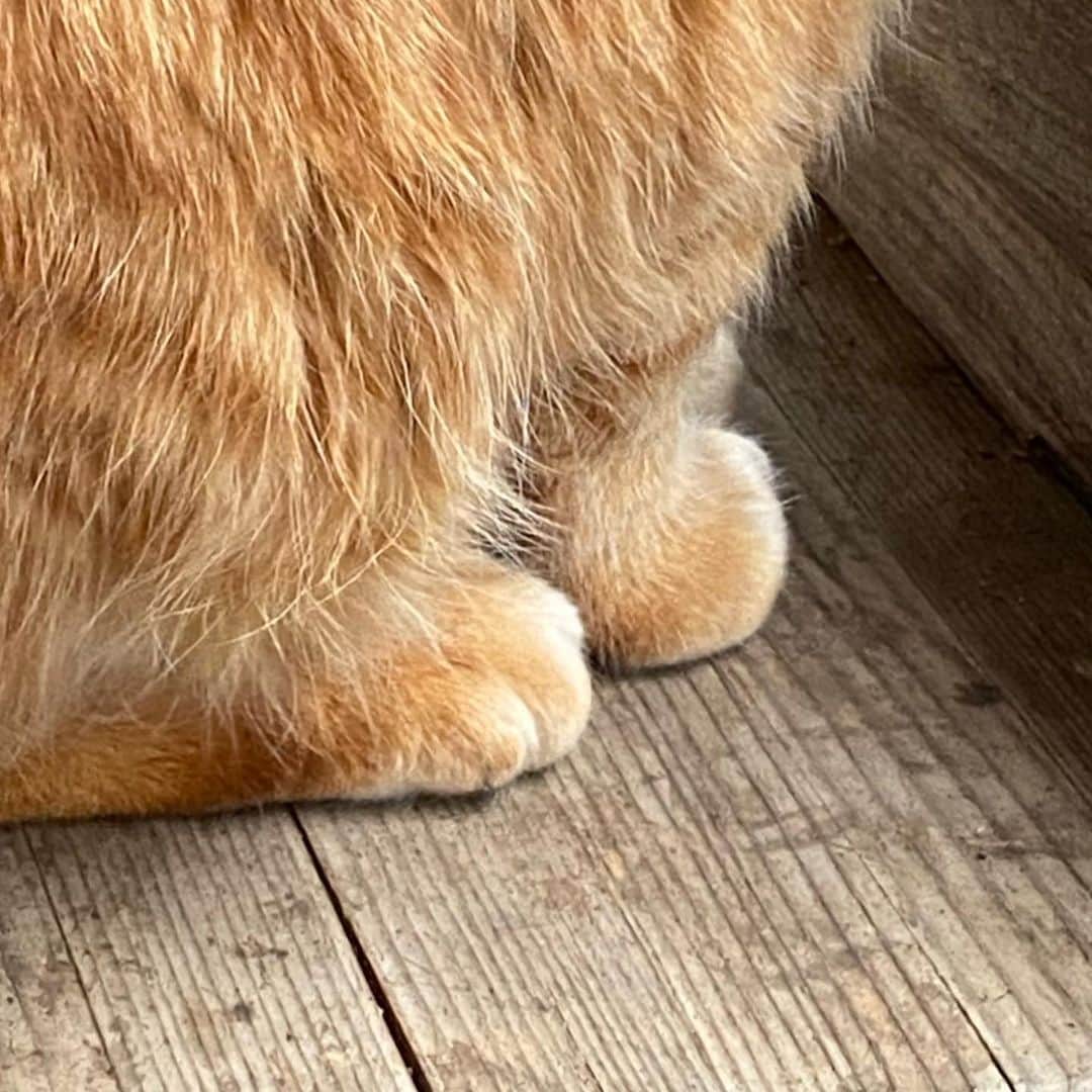 ゆたこのインスタグラム