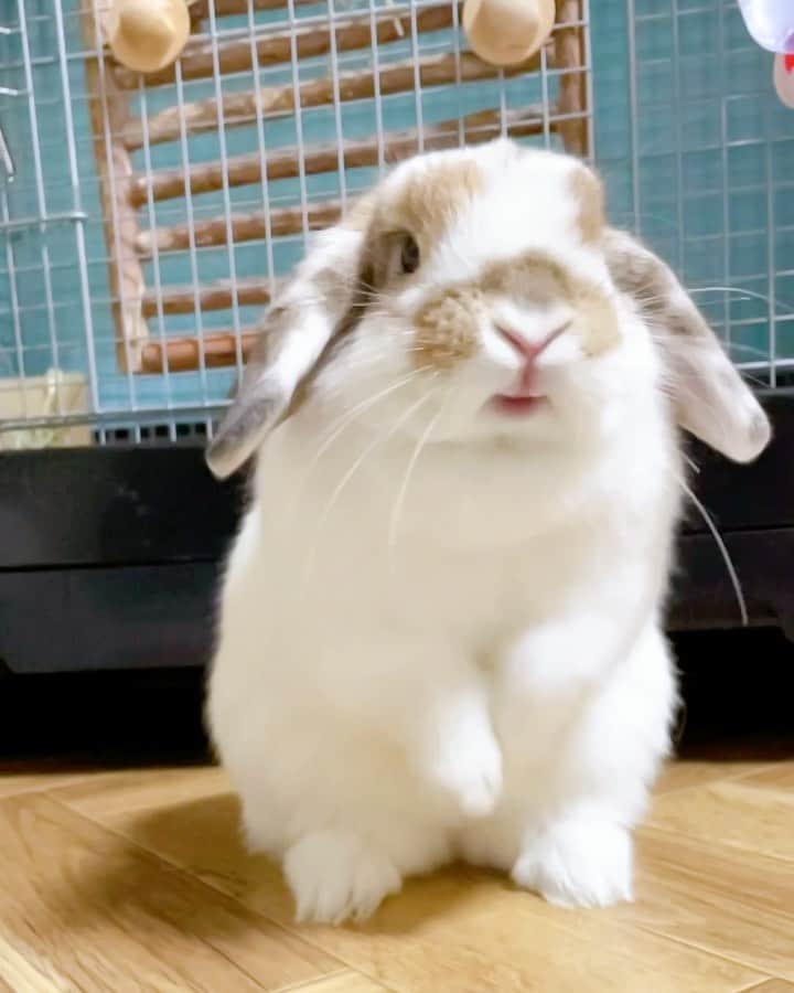 usagraphのインスタグラム：「顔を洗う前の儀式🙏 リンリンパンチならやられてもいい。 むしろ、やられたいw ＊ ＊ ＊ #うさぎ　#rabbit #bunny #アニマル写真部　＃instabunnies #igersjp  #tokyocameraclub #東京カメラ部  #bunnystagram  #うさぎ部 #ホーランドロップ #hollandlop  #ファインダー越しの私の世界  #myfujilove  #今日もx日和　＃cutepets」
