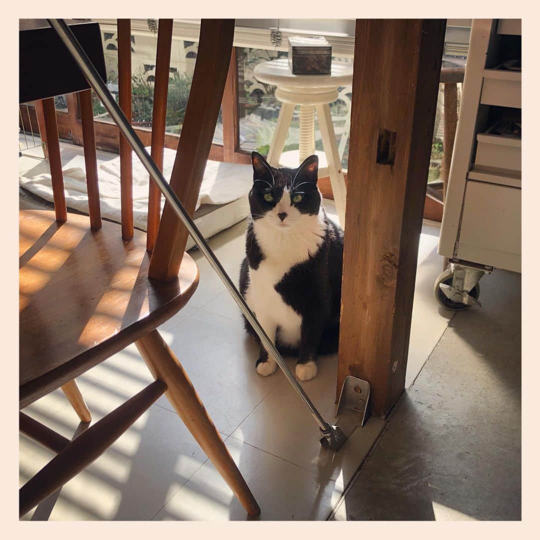 のインスタグラム：「#元保護猫 #ハチワレ #白黒猫 #blackandwhitecat #tuxedocat」