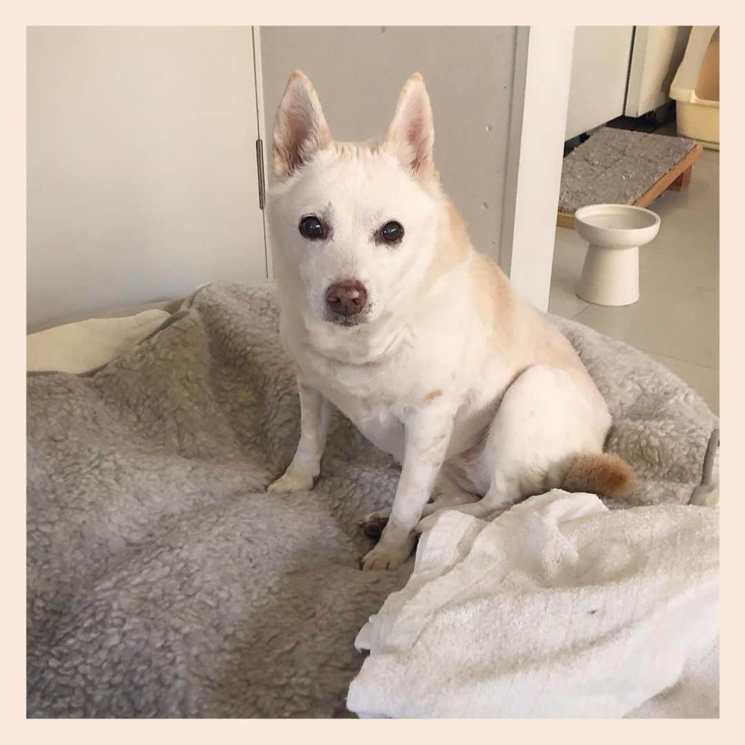 のインスタグラム：「#元保護犬 #雑種犬 #crossbreed #mixdog #キップル14歳」