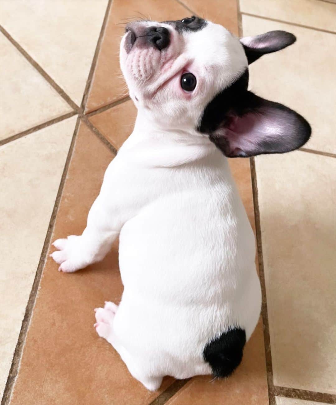 Regeneratti&Oliveira Kennelのインスタグラム：「So cute 🥰」