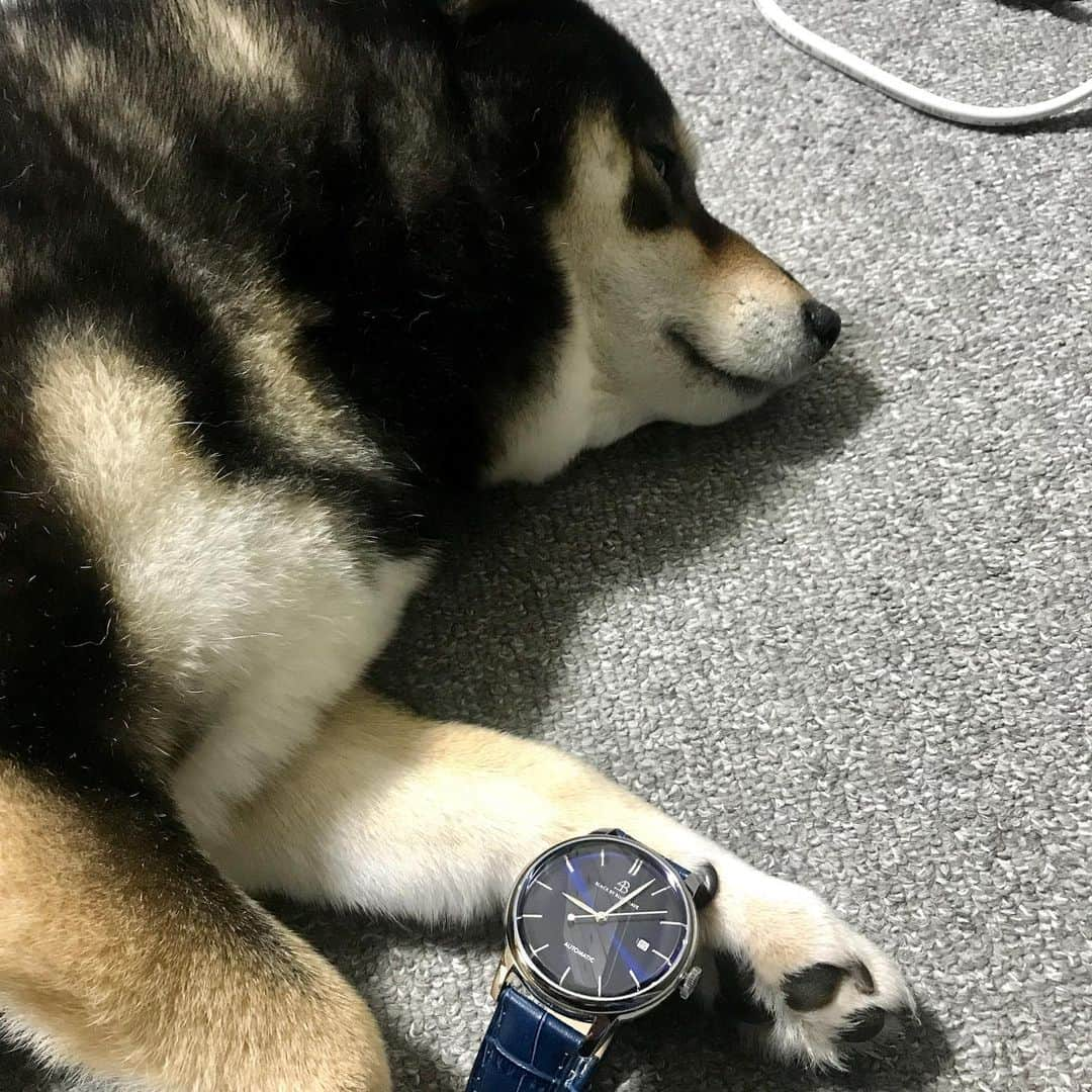 吾子さんのインスタグラム写真 - (吾子Instagram)「【PR】 ・ かっこいい時計わん⌚️🎁❤️🐶💤✨ ・ あこのご飯の時間教えてね🐶💗 ・ 皆わんも是非見てみてねー👀✨❤️ ・ https://4bwatches.com/ ・ クーポンコードは、 【acoshlp43】 ご使用で10%OFFになります🎁❤️ (クーポン期限は本日より1年間) ・ #4bwatches #腕時計 #時計 #brackbybruebrave #ギフト」1月29日 23時25分 - acoshiba