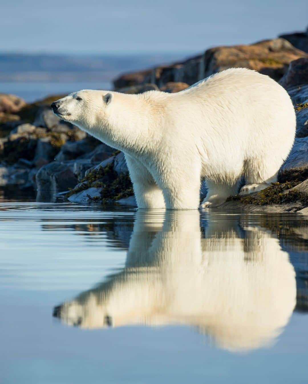 Discoveryさんのインスタグラム写真 - (DiscoveryInstagram)「Polar bears are the largest living land carnivores, with as many as 19 subpopulations of its species. Follow our Instagram stories throughout the day to learn more about these creatures, and many others, as we take a virtual field trip to the Polar regions of Earth. Stream Frozen Planet on @discoveryplus. #FrozenPlanet #Antarctica #PolarBear #Wildlife #VirtualFieldtrip #discoveryplus」1月29日 23時31分 - discovery