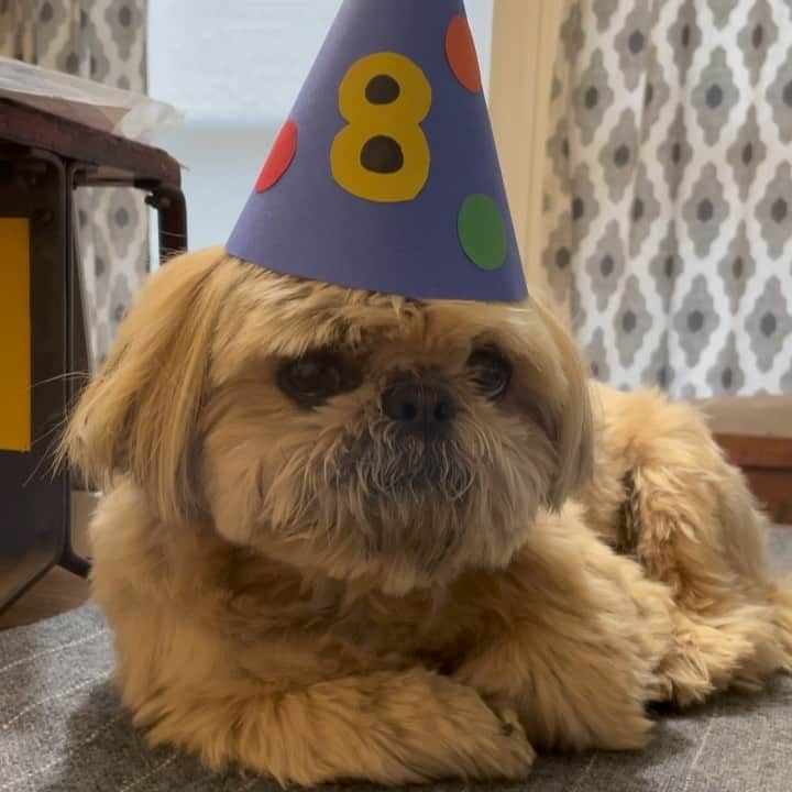 Dougie the Shih Tzuのインスタグラム：「Behind the scenes footage of the birthday hat photo shoot.  #fridaymomentofzen」