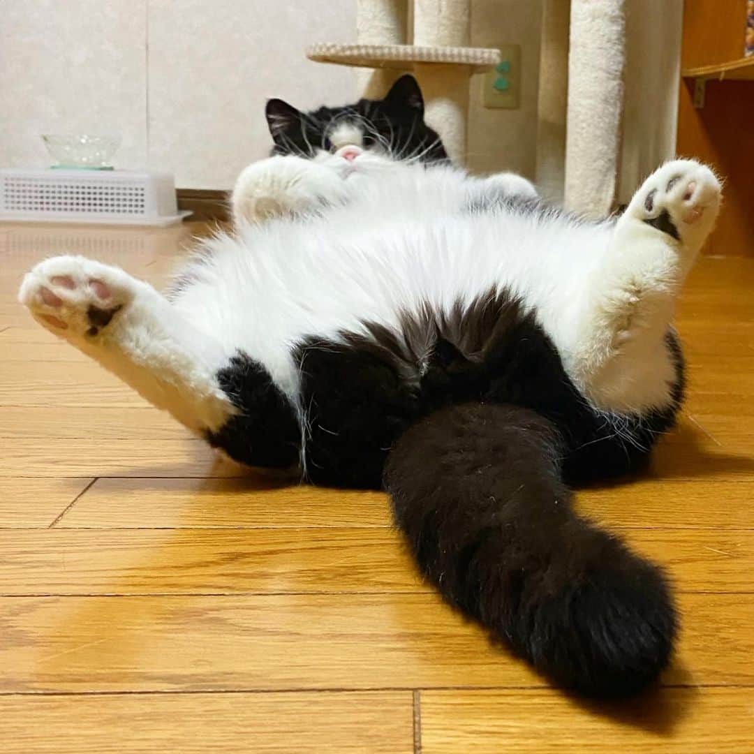 nemuru_catのインスタグラム