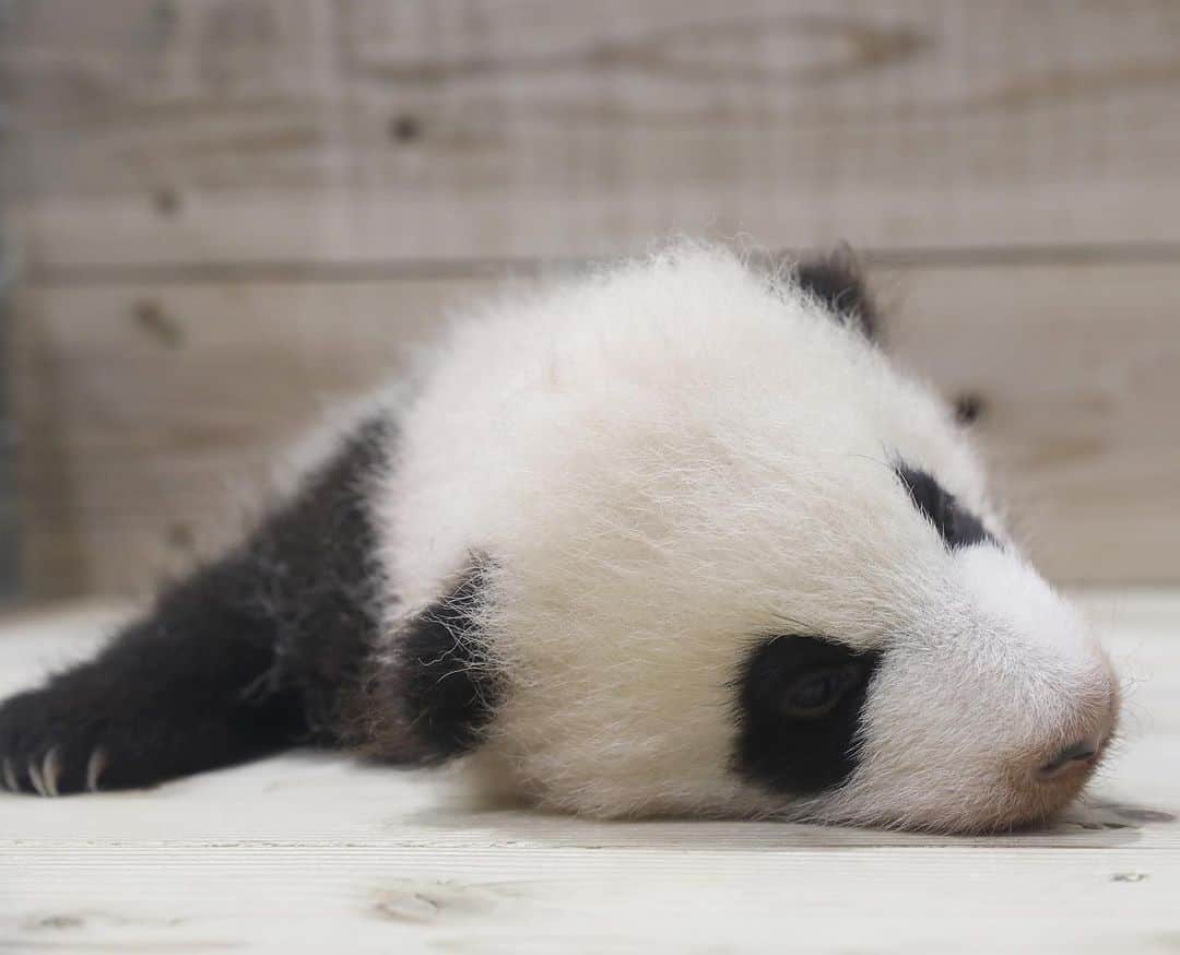 のインスタグラム：「👋ｒｉｇｈｔ　ｈａｎｄ(ｌｅｇ) #彩浜 🌈🌈🌈 🐼😊🐼 #photography #adventureworld #アドベンチャーワールド #ADVENTUREWORLDPANDAS #baby #HELLOLITTLE #pandamental #hellopanda #ハローリトル #ハローパンダ #パンダグラビア #パンダ　and #panda #pandababy 🐼🐼🐼」