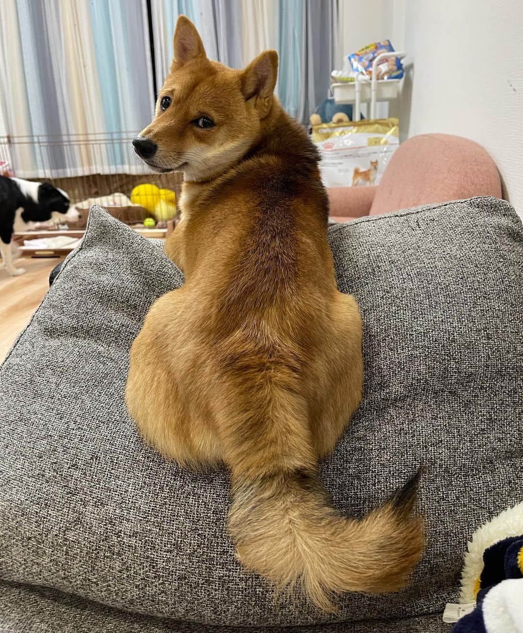 環奈（長沢菜々香の飼い犬）のインスタグラム：「チラり  . . .  #豆柴#柴犬#日本犬#黒柴#黒豆柴#まめしば#しばいぬ#しば#しばすたぐらむ #こいぬ #柴  #ここ柴部#柴子犬 #shibalove #mameshiba #kuroshiba #shibainu #shiba #shibadog #shibastagram #shibastyle」