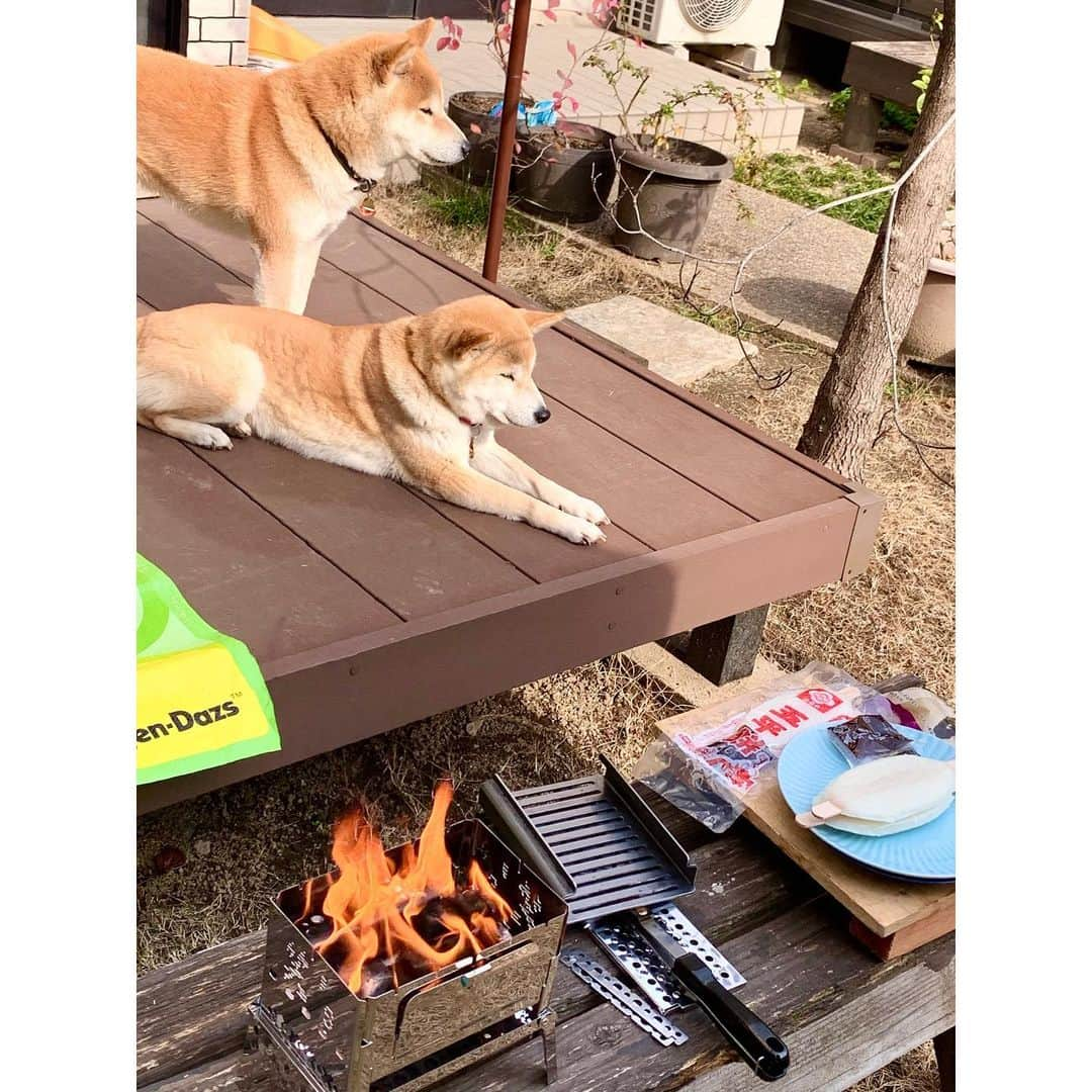 linnmamaさんのインスタグラム写真 - (linnmamaInstagram)「夕方散歩は雪が降ってきたよ🐾〜①信号待ち〜②1月29日は結婚記念日💖〜去年はNintendo Switchを買ったけど、今年は『コンパクト焚き火グリル』とペアの『シェラカップ』というキャンプ用品づくし😅〜③先日、庭で火入れ式を敢行😊〜④五平餅を焼いて食べました😍〜Nintendo Switchで脳を鍛えて、YouTubeのストレッチやヨガで体を鍛えて、いつか行けるキャンプ⛺️に備えることにします😅〜「子はかすがい」と言いますが、子どもたちが巣立ってしまった我が家は「4柴はかすがい」です❤️ ＊ ＊  #柴犬#dog#柴犬凜の勇気凜々everyday#shibastagram#stayhome #結婚記念日#シェラカップ#コンパクト焚き火グリルb6君」1月30日 0時43分 - linnmama