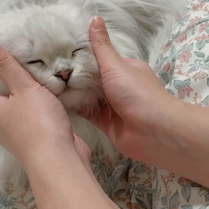 후추네큰언니のインスタグラム：「마사지 타임 🤭   #후추  #고양이  #냥스타그램 #캣스타그램  #Hoochu #Hoochuthecat #cat #cats #catstagram #catsofinstagram #topcatphoto #bestmeow #ilovecat #cute #fluffy #petstagram #instacats」
