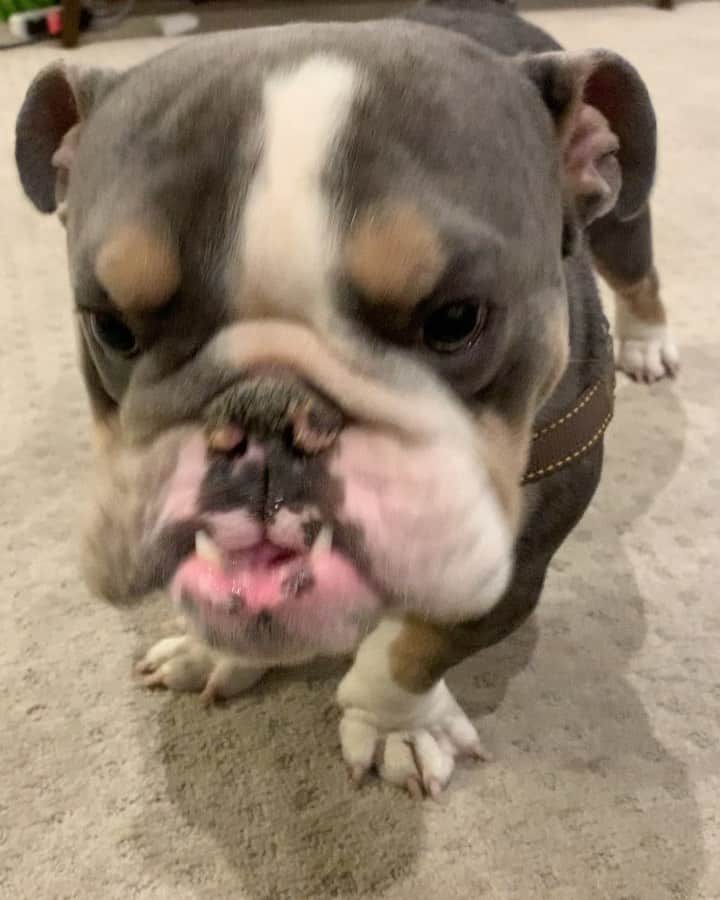 のインスタグラム：「Who needs personal space when you have a bulldog? #notme . . . . . . #bulldog #love #cute #puppy #instagood #inyourface #up #close #and #personal #puppylove #bulldogsofinstagram #kiss #baby #boy #dog #mom #life #mylove #mylife #sweet #positivevibes #dogsofinstagram」