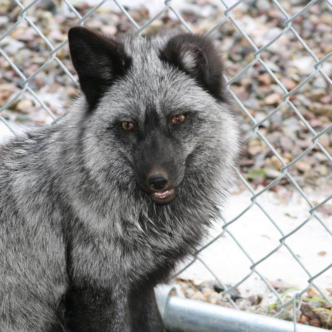 Rylaiさんのインスタグラム写真 - (RylaiInstagram)「We are deeply saddened to hear about the loss of one of our recent rescues, Lore with @juniperfoxx . Lore and his sister Vinnie (pictured here) were part of a Fur farm rescue our center accomplished this summer.  We were called upon to save 30 fur farm foxes & had only a few weeks to find placement, transport & arrange the rescue. To say it was stressful is a huge understatement- it burned my soul with fear that we wouldn’t be successful... the consequences of failure caused creating panic within my being.... I fought day and night to ensure we had the right placements, had a way to transport the babies to their new home, & had the right team together to be successful! Let me tell you, our team was passionately relentless in our conviction to save these babies.... we encountered soooooo many obstacles and challenges along the way and yet when our rescue coordinator @foxesandfriends came back from the farm w/ 30 precious souls.... the overwhelming emotions flooded us all.... the horror in these babies souls were screaming through their eyes, the souls of those left behind that the “farmer” didn’t give us screaming into our hearts, and the relief that these 30 babies will find love and comfort and peace exploded our hearts....  . We had one 4 foxes under a year in the group, Vinnie and Lore siblings - Vinnie and Lore both with missing tails... and Vinnie also with a missing ear... We placed Vinnie with us and Lore with Jessika.  Lore was watched the entire transport, because there was some suspicion he might have had a seizure.... @mperson321 (in charge of our transport) sat with him and a few others we had some concerns about.  Each person committed passionately to their lives- each of us with an intense drive and desire to save every single life, because we believe their souls matter in this world.  . While all of the babies from this rescue have found love and are thriving, the loss of baby Lore is devastating for all of us on this team.  Jessika’s love for him and the life she gave him fills our hearts with joy! We know he passed away in the loving arms of a family who adored him.  RIP baby Lore.」1月30日 1時13分 - jabcecc