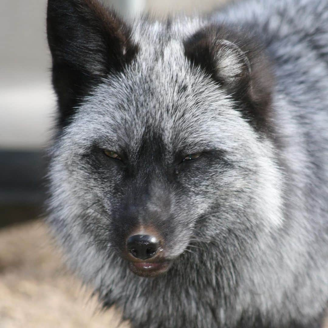 Rylaiさんのインスタグラム写真 - (RylaiInstagram)「We are deeply saddened to hear about the loss of one of our recent rescues, Lore with @juniperfoxx . Lore and his sister Vinnie (pictured here) were part of a Fur farm rescue our center accomplished this summer.  We were called upon to save 30 fur farm foxes & had only a few weeks to find placement, transport & arrange the rescue. To say it was stressful is a huge understatement- it burned my soul with fear that we wouldn’t be successful... the consequences of failure caused creating panic within my being.... I fought day and night to ensure we had the right placements, had a way to transport the babies to their new home, & had the right team together to be successful! Let me tell you, our team was passionately relentless in our conviction to save these babies.... we encountered soooooo many obstacles and challenges along the way and yet when our rescue coordinator @foxesandfriends came back from the farm w/ 30 precious souls.... the overwhelming emotions flooded us all.... the horror in these babies souls were screaming through their eyes, the souls of those left behind that the “farmer” didn’t give us screaming into our hearts, and the relief that these 30 babies will find love and comfort and peace exploded our hearts....  . We had one 4 foxes under a year in the group, Vinnie and Lore siblings - Vinnie and Lore both with missing tails... and Vinnie also with a missing ear... We placed Vinnie with us and Lore with Jessika.  Lore was watched the entire transport, because there was some suspicion he might have had a seizure.... @mperson321 (in charge of our transport) sat with him and a few others we had some concerns about.  Each person committed passionately to their lives- each of us with an intense drive and desire to save every single life, because we believe their souls matter in this world.  . While all of the babies from this rescue have found love and are thriving, the loss of baby Lore is devastating for all of us on this team.  Jessika’s love for him and the life she gave him fills our hearts with joy! We know he passed away in the loving arms of a family who adored him.  RIP baby Lore.」1月30日 1時13分 - jabcecc