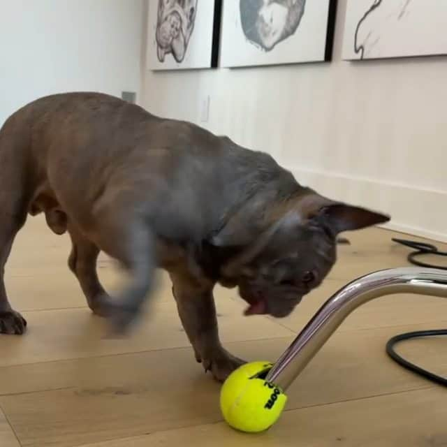 French Bulldogのインスタグラム