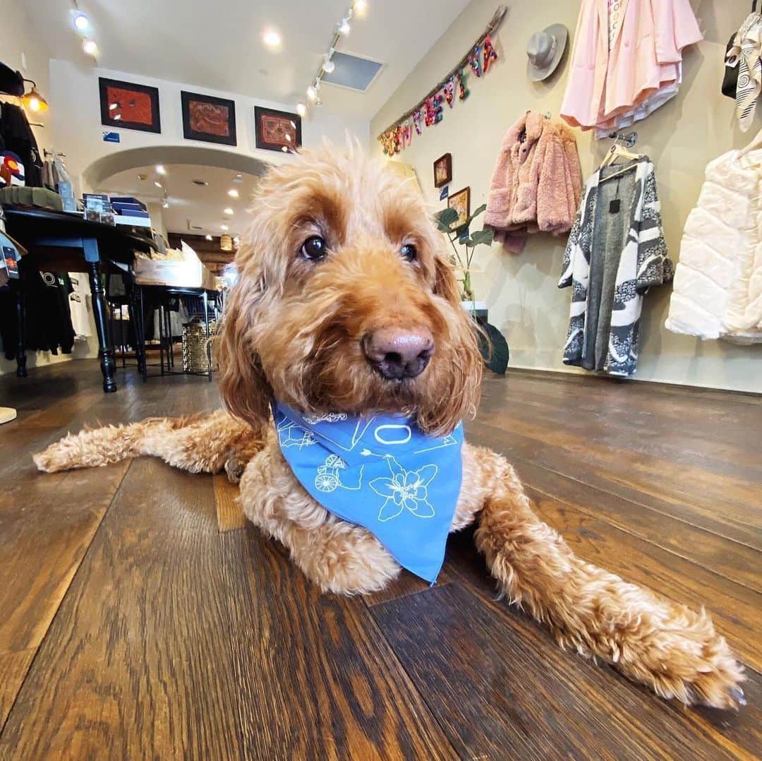 マップトートのインスタグラム：「Cute Dog Alert! Colorado bandanas now available at @siemprevivaclothing⁠⠀ .⁠⠀ .⁠⠀ #DogsOfInstagram #Colorado #MaptoteStoreSpotlight」