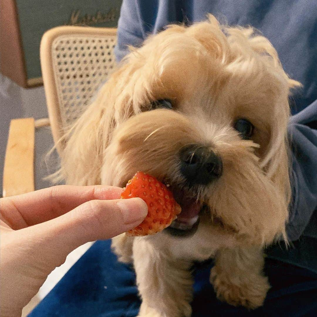 スアさんのインスタグラム写真 - (スアInstagram)「진짜 가족 모임 ㅋㅋㅋ 🤍 형부랑은 첫 가족 사진 ..(?) 기념샷 ! 박제 ! 그리고 오늘의 신기함은 우연히 맞아 떨어진 나이키 양말 ! 마지막은 외국미남 같이 나온 사랑스러운 테디까지 ! 주저리 주저리 끝 - 🍓🤍」1月30日 2時28分 - midoricoo