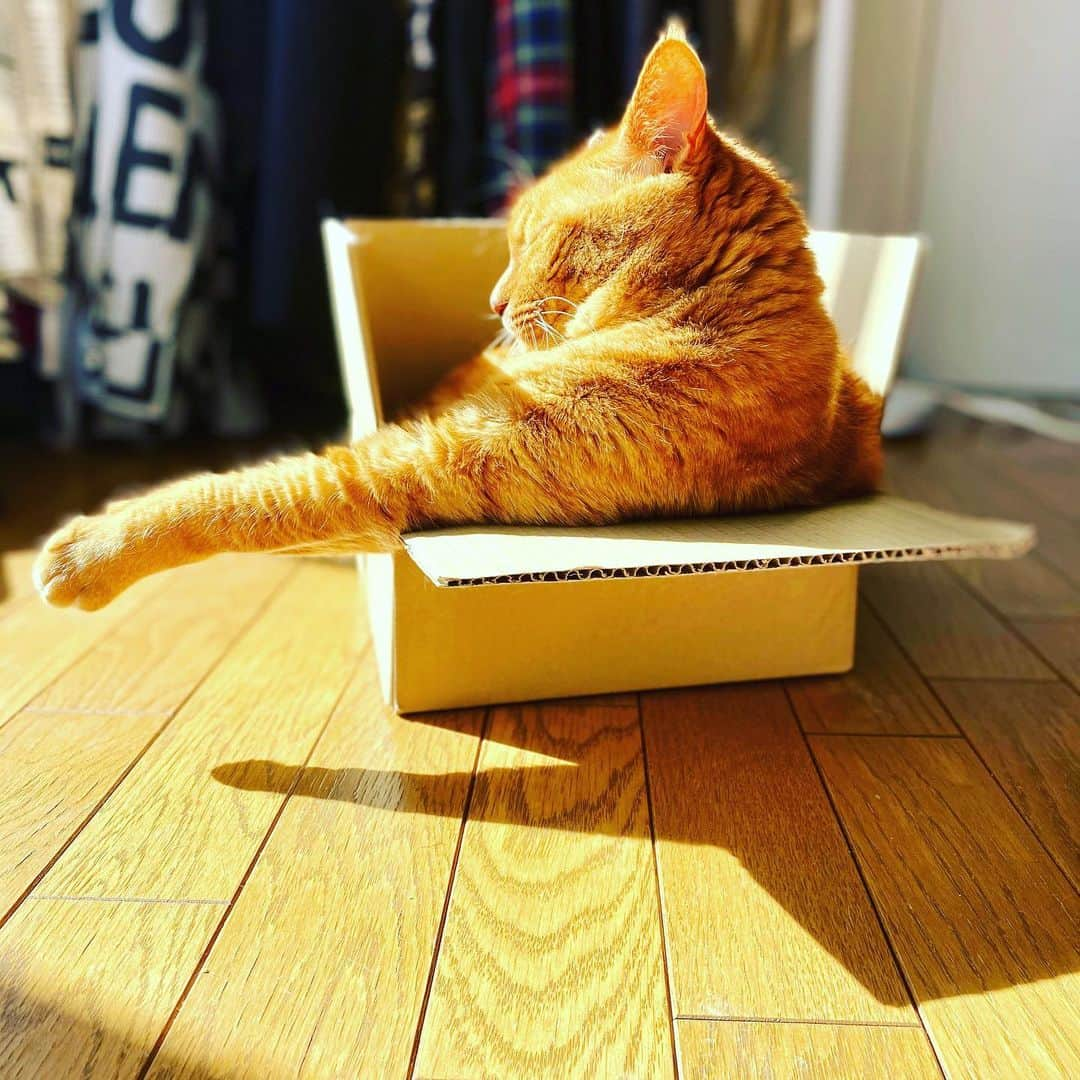 Shinnosukeさんのインスタグラム写真 - (ShinnosukeInstagram)「Cool!!  #cat #猫 #日向ぼっこ #腕 #無理矢理 #箱のサイズ感 #狭い」1月30日 13時36分 - shinscapade