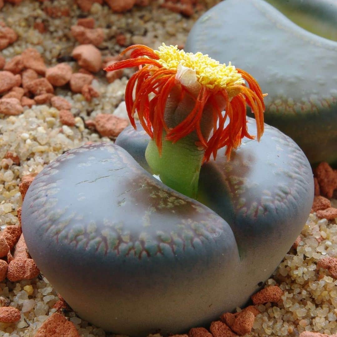 アメリカ自然史博物館のインスタグラム：「Often called a “living stone,” lithops is a succulent that can be found in parts of southern Africa. Its stonelike appearance is a form of camouflage, blending it in with surrounding rocks to prevent it from being eaten. The succulent’s leaves sit beneath the ground while a translucent “leaf window” at the surface allows in sunlight for photosynthesis. Yellow or white flowers eventually emerge from the center, once the pebble-like leaves have fully matured. Photo: yellowcloud, CC BY 2.0, flickr」