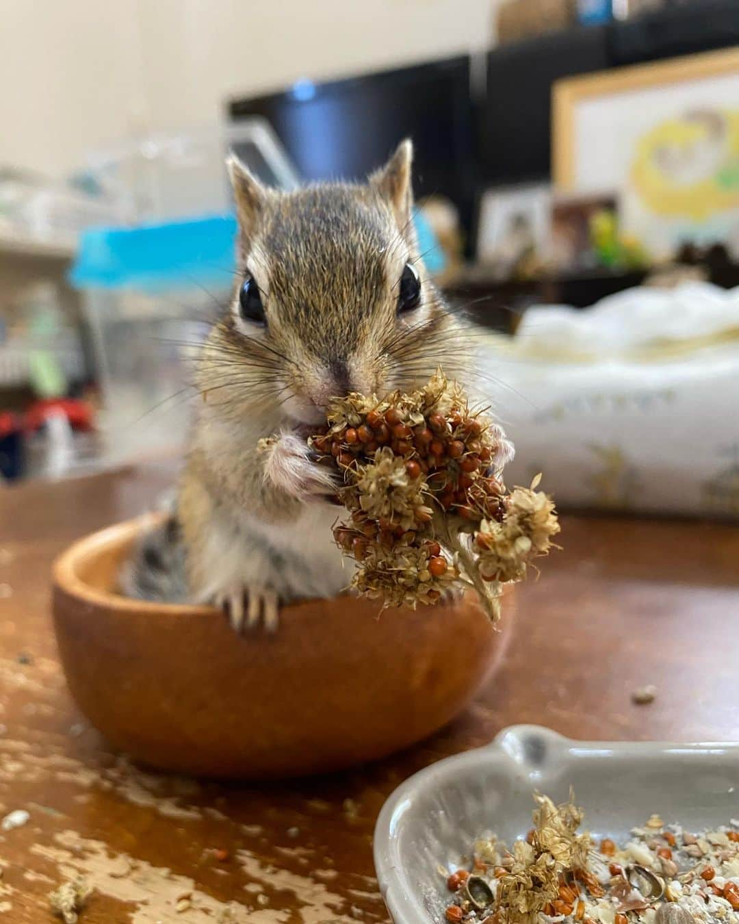 peace_0322さんのインスタグラム写真 - (peace_0322Instagram)「#リス#シマリス#ふわもこ部 今日は病院に行ってお薬を貰ってきました お薬頑張って毎日飲んでるのになかなか治らない😭 春になったらフサフサになるのかなぁ🥺」1月30日 12時29分 - peace_0322