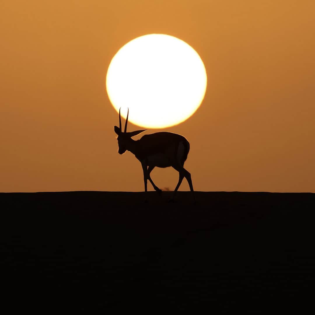 AFP通信さんのインスタグラム写真 - (AFP通信Instagram)「AFP Photo 📷 @karim.sahib - Arabian sand gazelles, known as "Reem", are pictured at the Telal Resort on the outskirts of the city of al-Ain at the far east of the Gulf emirate of Abu Dhabi. January, 2021.」1月30日 12時31分 - afpphoto