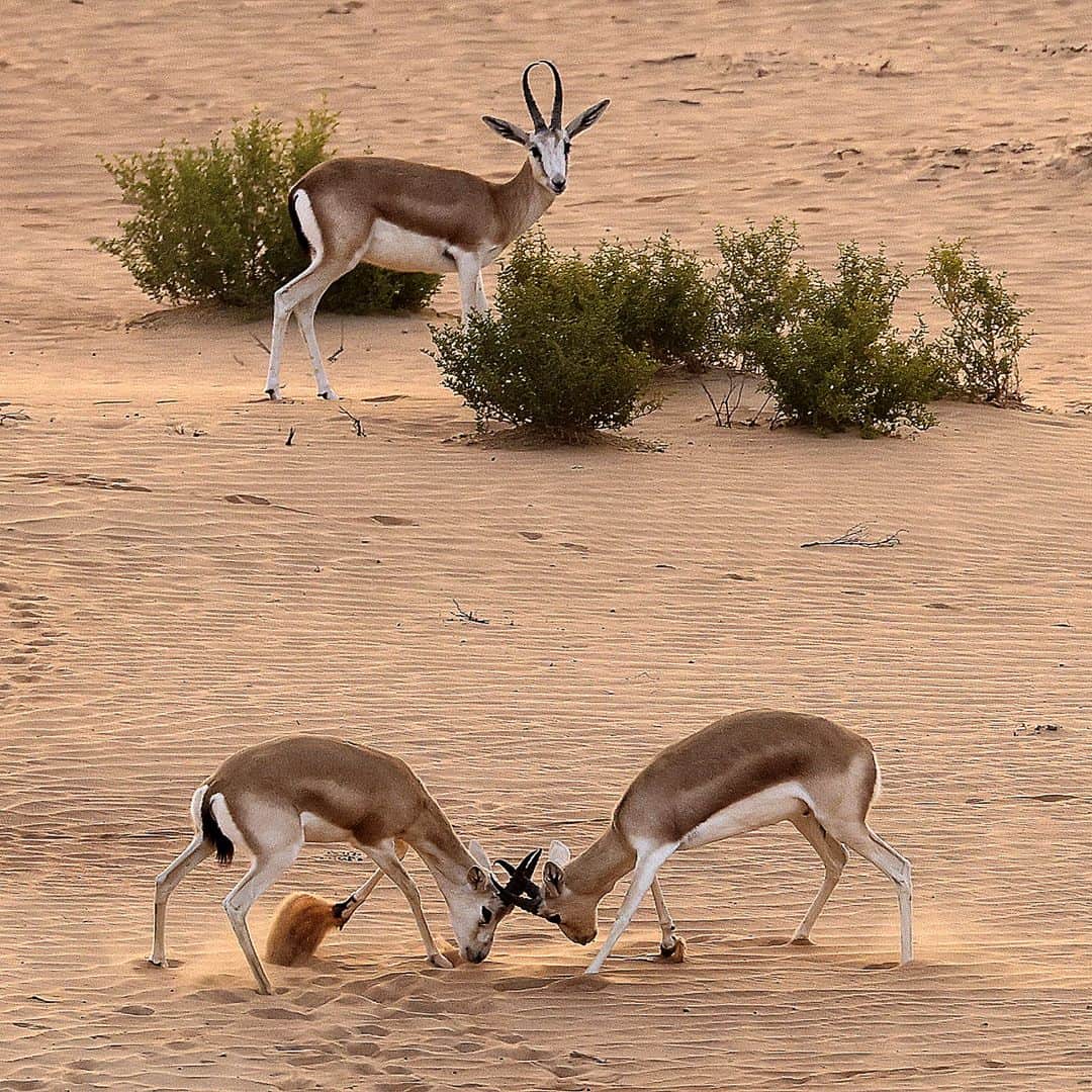 AFP通信さんのインスタグラム写真 - (AFP通信Instagram)「AFP Photo 📷 @karim.sahib - Arabian sand gazelles, known as "Reem", are pictured at the Telal Resort on the outskirts of the city of al-Ain at the far east of the Gulf emirate of Abu Dhabi. January, 2021.」1月30日 12時31分 - afpphoto