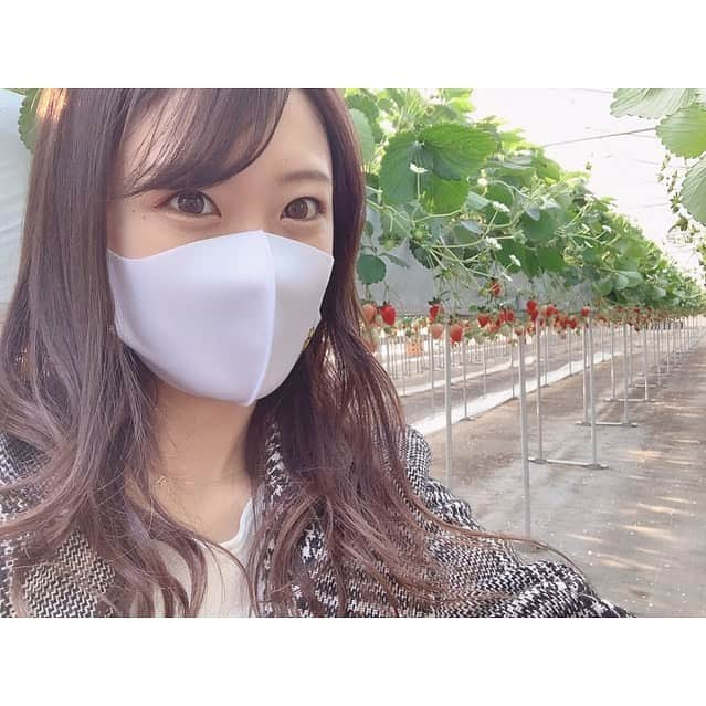 福本愛菜さんのインスタグラム写真 - (福本愛菜Instagram)「立派ないちごがずらーっと🍓🍓🍓 . 幸せ空間でした🥰💓 . . #いちご #幸せ」1月30日 12時33分 - aina_fukumoto