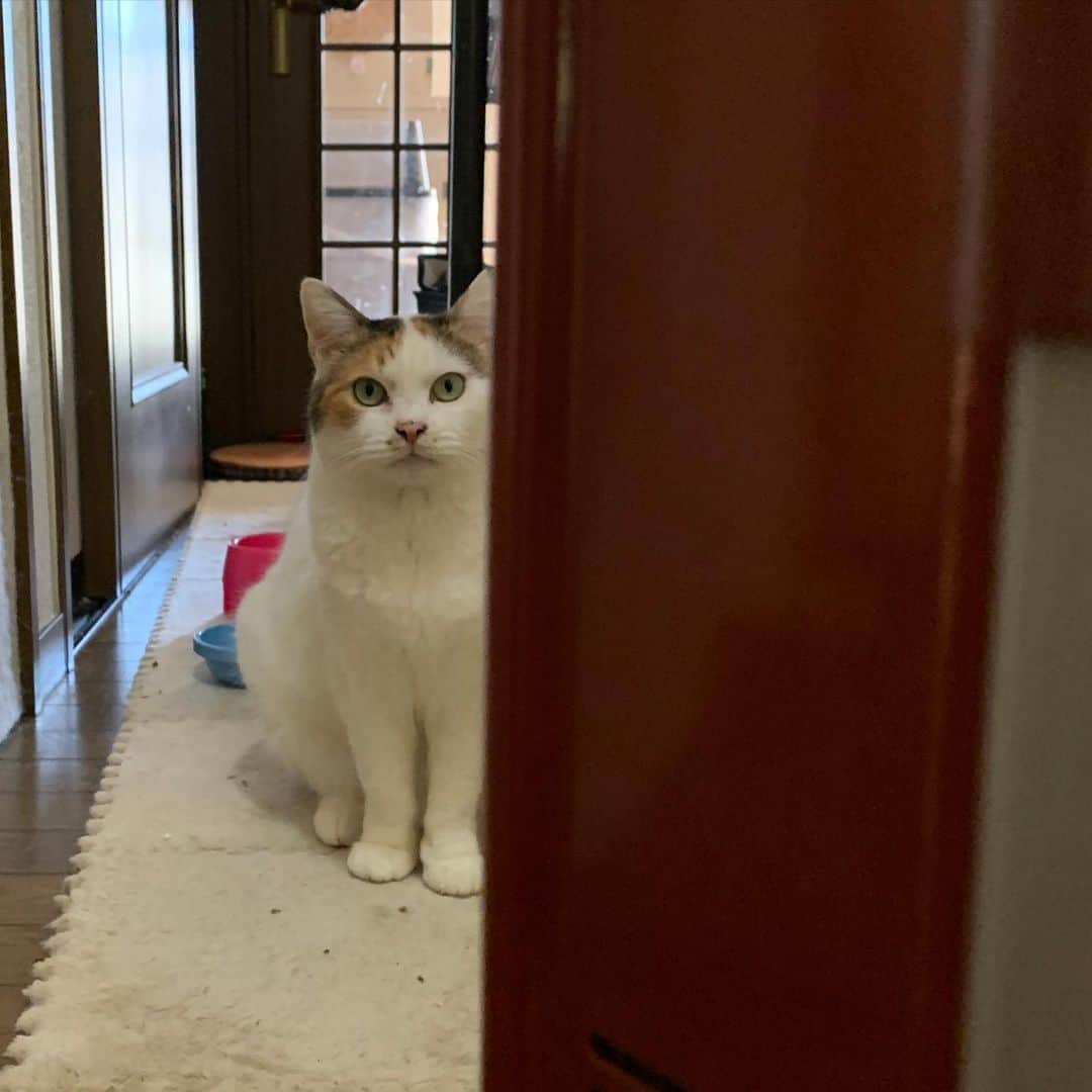 Kachimo Yoshimatsuのグルメインスタ