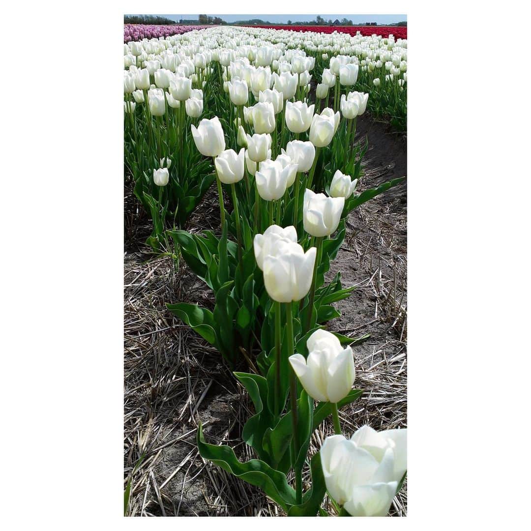 理絵さんのインスタグラム写真 - (理絵Instagram)「🌷🌷🌷🌷🌷🌷🌷  #オランダ #nederland #holland #ネーデルラント #チューリップ #tulips #튤립 #tulipani #flowers #fiore #꽃 #花 #チューリップ畑 #花畑 #過去pic #懐かしい #思い出 #元宝塚 #宝塚og」1月30日 13時22分 - ____rie____