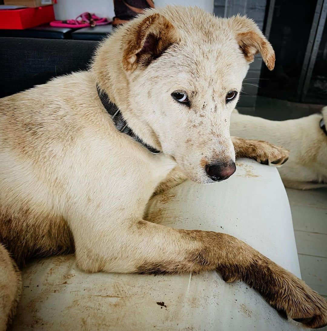 アマンダ・デ・カディネットのインスタグラム：「When it rains in LA .. #Finn @dove_project」