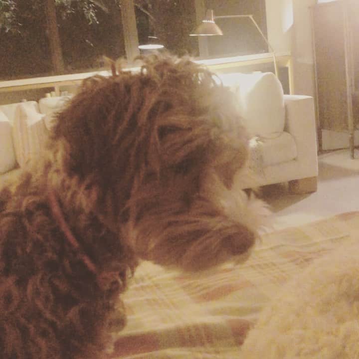 ジェニファー・グレイのインスタグラム：「content is king. know your audience @dogtv #winning #dogtv」