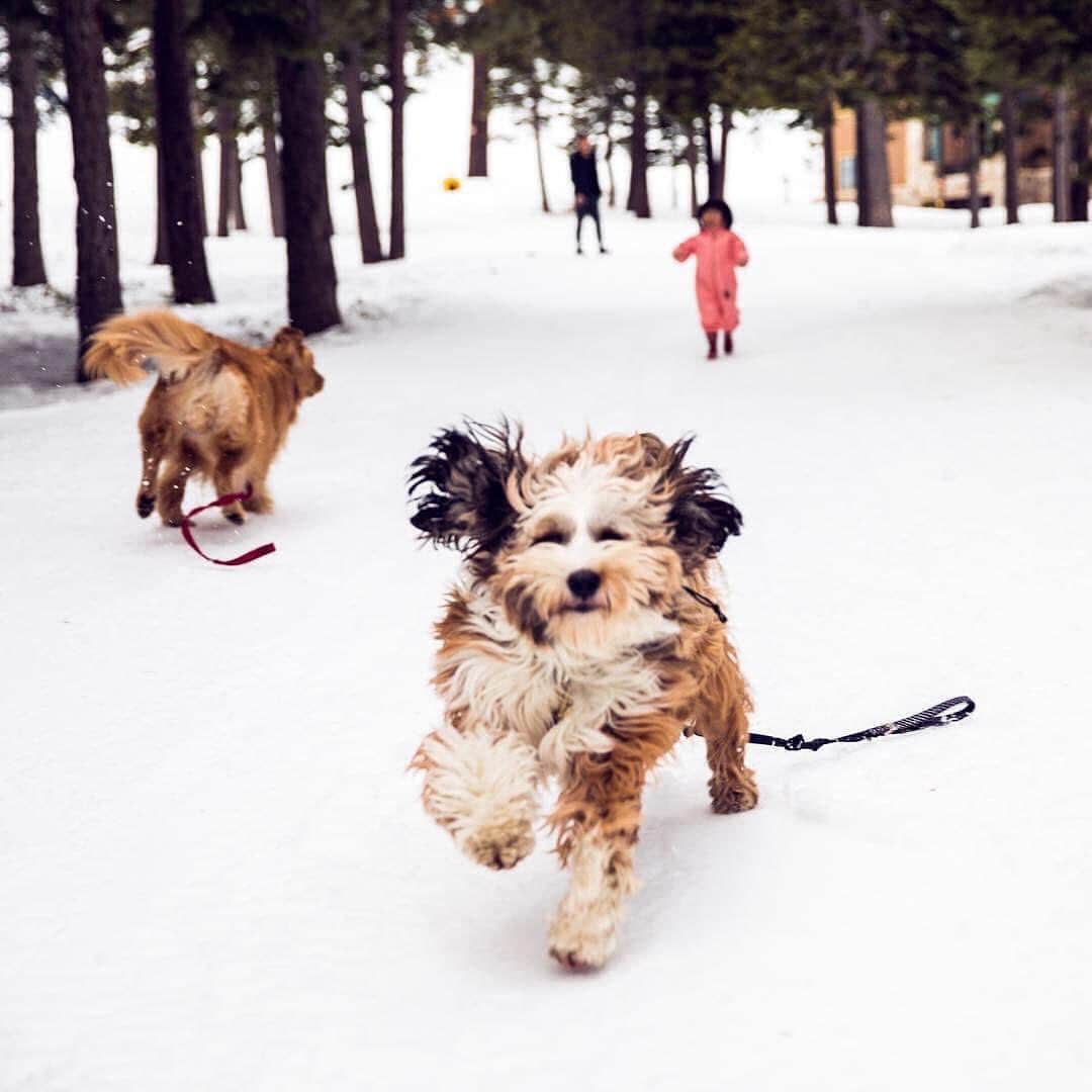 Buddy Boo Blueのインスタグラム：「Benny’s first time in the snow a couple years ago. Fun fact: His breed has very wide flat feet that act as natural snow shoes, but Benny hates the cold. California made him soft.」