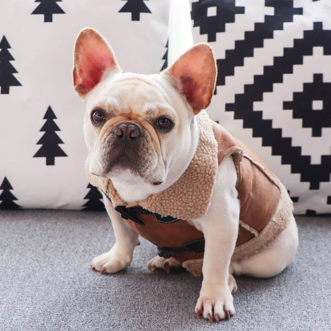 French Bulldogさんのインスタグラム写真 - (French BulldogInstagram)「Vintage Leather French Bulldog Jacket 🤠🤠🤠 Exclusive in @frenchie.world shop 🛍🛍🛍 👉 LINK IN BIO 🔝 . . . . . #frenchie #frenchies #französischebulldogge #frenchbulldog #frenchbulldogs #dog #dogsofinstagram #frenchieworld #bully #bulldog #bulldogfrances #フレンチブルドッグ #フレンチブルドッグ #フレブル #ワンコ #frenchiesgram #frenchbulldogsofinstagram #ilovemyfrenchie #batpig #buhi #squishyfacecrewbulldog」1月30日 5時39分 - frenchie.world