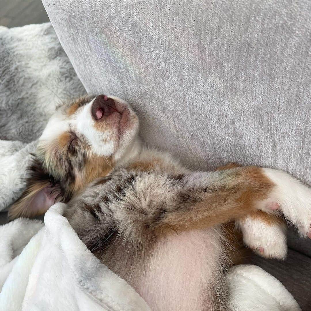 Carli Bybelさんのインスタグラム写真 - (Carli BybelInstagram)「Sorry I’ve been MIA all week.... here’s who’s been taking up all of my time! MEET BENJAMIN !!!🥲🥰 the absolute sweetest little man in the world! #LOML #miniaustralianshepherd」1月30日 6時13分 - carlibel