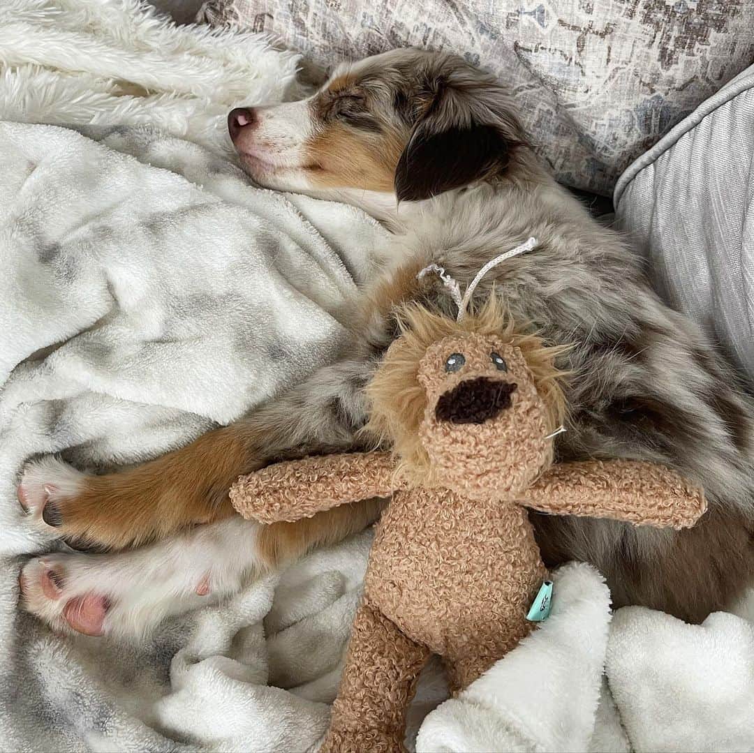 Carli Bybelさんのインスタグラム写真 - (Carli BybelInstagram)「Sorry I’ve been MIA all week.... here’s who’s been taking up all of my time! MEET BENJAMIN !!!🥲🥰 the absolute sweetest little man in the world! #LOML #miniaustralianshepherd」1月30日 6時13分 - carlibel