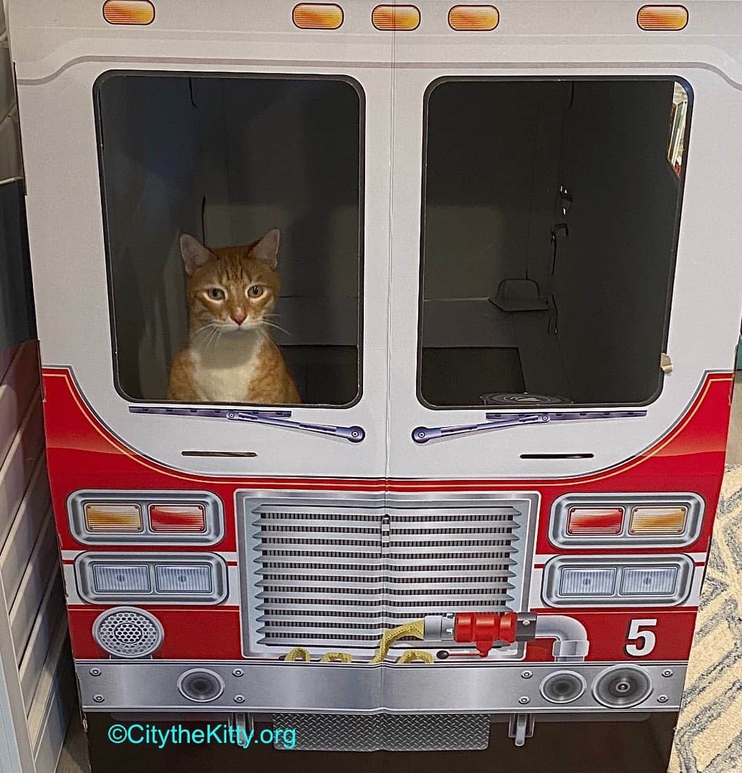City the Kittyのインスタグラム：「🚒   #firetruck #cat」