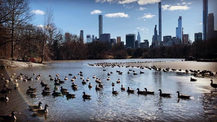 JULIEN D'YSのインスタグラム：「#migratorybirds #centralpark -10 🥶❄️💙🦆🦆🦆#geese #ducks #january29.2021 #wild life in the ♥️of #newyork #VOILA 😉」
