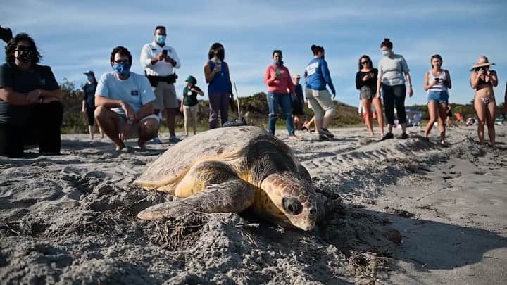 レイン・ウィルソンのインスタグラム：「Honored to have a sea turtle named after me that anyone can track online at www.conserveturtles.org/rainn. Follow “Rainn” the turtle’s movements; watch video of its release; and see a statement from me about the amazing Sea Turtle Conservancy @conserveturtles. FOLLOW THEM, TURTLE LOVERS!」