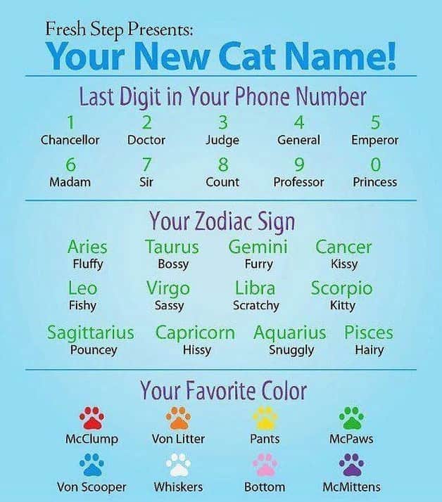 The Cats Of Instagramのインスタグラム：「What’s yours?  (Credit: Unknown)」