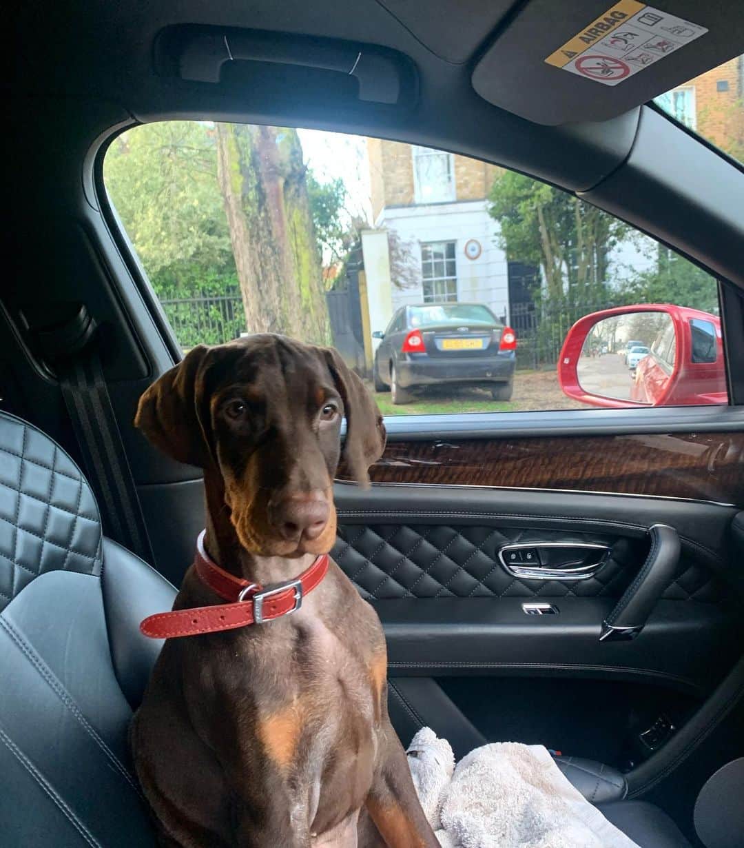 ジュリアン・ペレッタのインスタグラム：「My sweet son, Brando. When we got him, the scars all over his body we first thought were from his 11 brothers and sisters biting him (Doberman’s, even as puppy’s can be very agressive even when playing). But today we found out he came from a severely abusive home. We had suspicions that he was neglected due to multiple wounds and rashes that we not normal. He is terrified of outside and refuses to go through doors. We took him to the vet today and they confirmed what we believed. This poor baby who is the sweetest thing was mistreated. Which breaks my heart. Although he had a rough start he’s going to be given the best life now with me and his mom @kambreedalton !! ♥️♥️♥️ love your animal, they trust you ♥️」