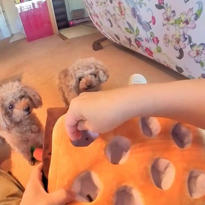 竹内都子のインスタグラム：「にんじんのおもちゃを買ってみた🥕  #といぷーどる #かわいい#知育玩具」