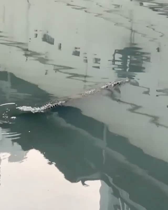 WildLifeのインスタグラム：「@discovercrocodiles 🐊Panama City, Panama / by @tiotomyy」