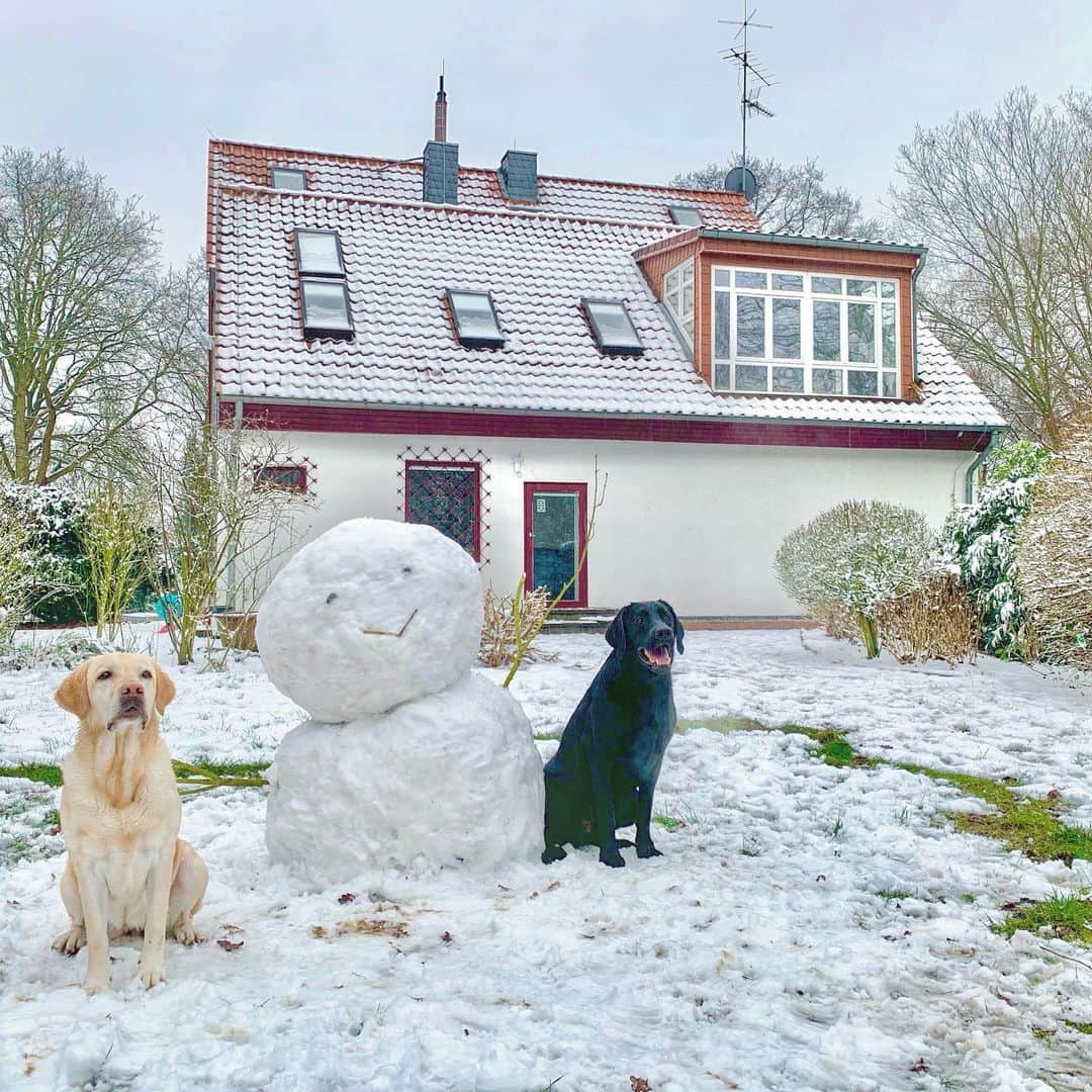 原口るりこのインスタグラム：「. . 雪だるまを作りました⛄️❄️ . #作っちゃうよね #どうしても #作らずにはいられない #雪だるま 😆 . . なんだか少し 首を傾げていますがご愛嬌♡w #schneemann  @labrador_ena_haraguchi  . . ドイツの田舎の古い一軒家🏡 赤レンガの屋根も 雪がとっても似合います♡ 明日からはしばらく 最低気温 -7から-8になるようです❄️ #シュニ長居してくれるかな . . . #雪遊び#雪の日#ラブラドール#ラブラドールレトリバー #大型犬のいる暮らし #大型犬のいる生活 #大型犬#labrador #labradorretriever #lab#レト#ドイツ#ドイツ生活#ドイツ暮らし」