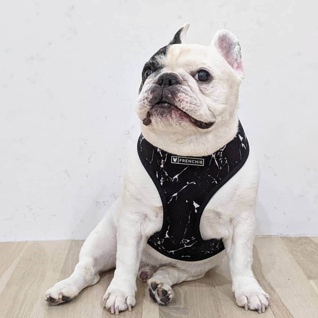 Manny The Frenchieのインスタグラム：「Sometimes you just know you look good!😉 . NEW marble collection harness from @frenchie_bulldog」