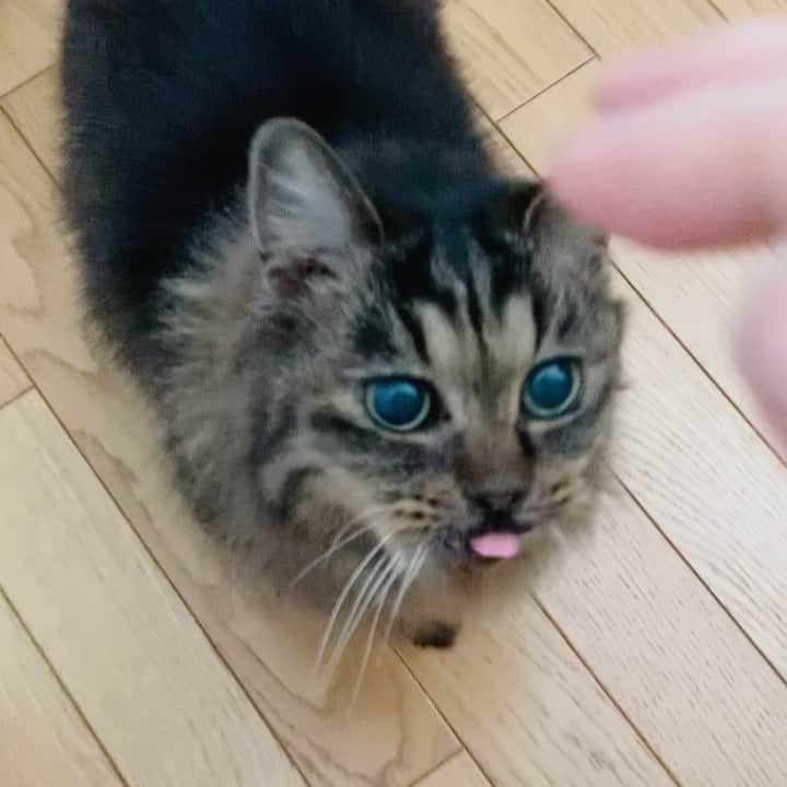 OKAのインスタグラム：「しおん、おはよう！いい天気。  #今日のダミ声 #18歳の猫」