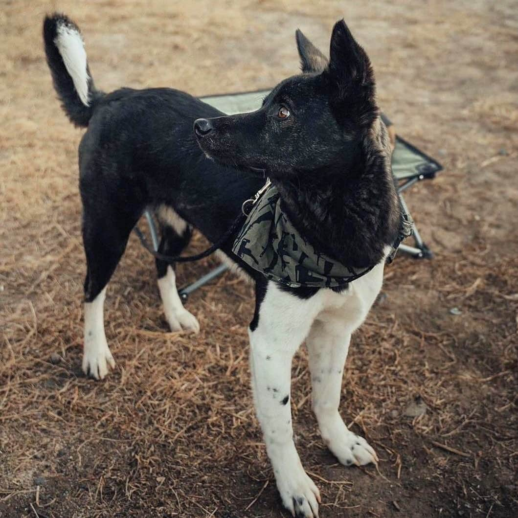 ロスコさんのインスタグラム写真 - (ロスコInstagram)「Man's best friend in a Rothco Bandana #4099 #rothco  #RothcoRegram: @naoya_cwc」1月30日 8時35分 - rothco_brand