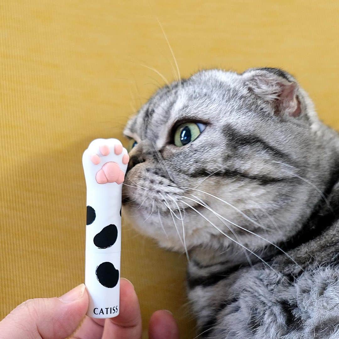 Shishi-maruのインスタグラム：「🐱 「牛柄猫の手リップクリーム」パッケージリニューアルとの事で、またまた可愛いリップクリーム頂きました。台湾のCATiSS さんの商品で、日本初上陸のデザインだそうです。 詳しくは@catiss.jpで😄﻿」