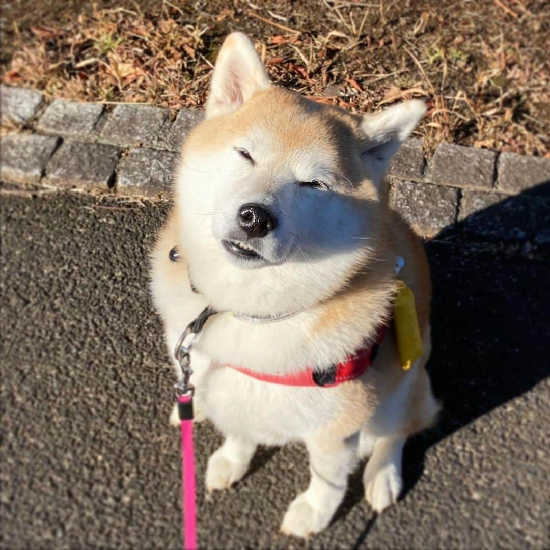 てんパパさんのインスタグラム写真 - (てんパパInstagram)「快晴、今朝のてんちゃん地方。 霜柱ザクザク、朝の陽射しが気持ち良い。 #朝んぽ　#霜柱ザクザク」1月30日 9時17分 - tenchan.shiba