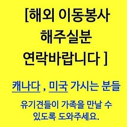 チェ・ヨジンさんのインスタグラム写真 - (チェ・ヨジンInstagram)「📢샌프란시스코 가시는 분 계신가요? 이동봉사자님을 늘❤기다립니다. 미국,캐나다 주위에 가시는 분들에게도 소개해주세요🙏 . #유기견#입양 #얘들아입양가자캘린더 #사지마세요 #입양하세요  #미국#캐나다 #해외입양 #샌프란시스코 #LA #토론토#밴쿠버 . Reposted from @a.dream_of_dogs 이동봉사자님이 절실히 필요합니다.. ☎️010 5879 0340 혹은  디엠으로 연락주세요」1月30日 9時32分 - yjyjyjyjyj_yj