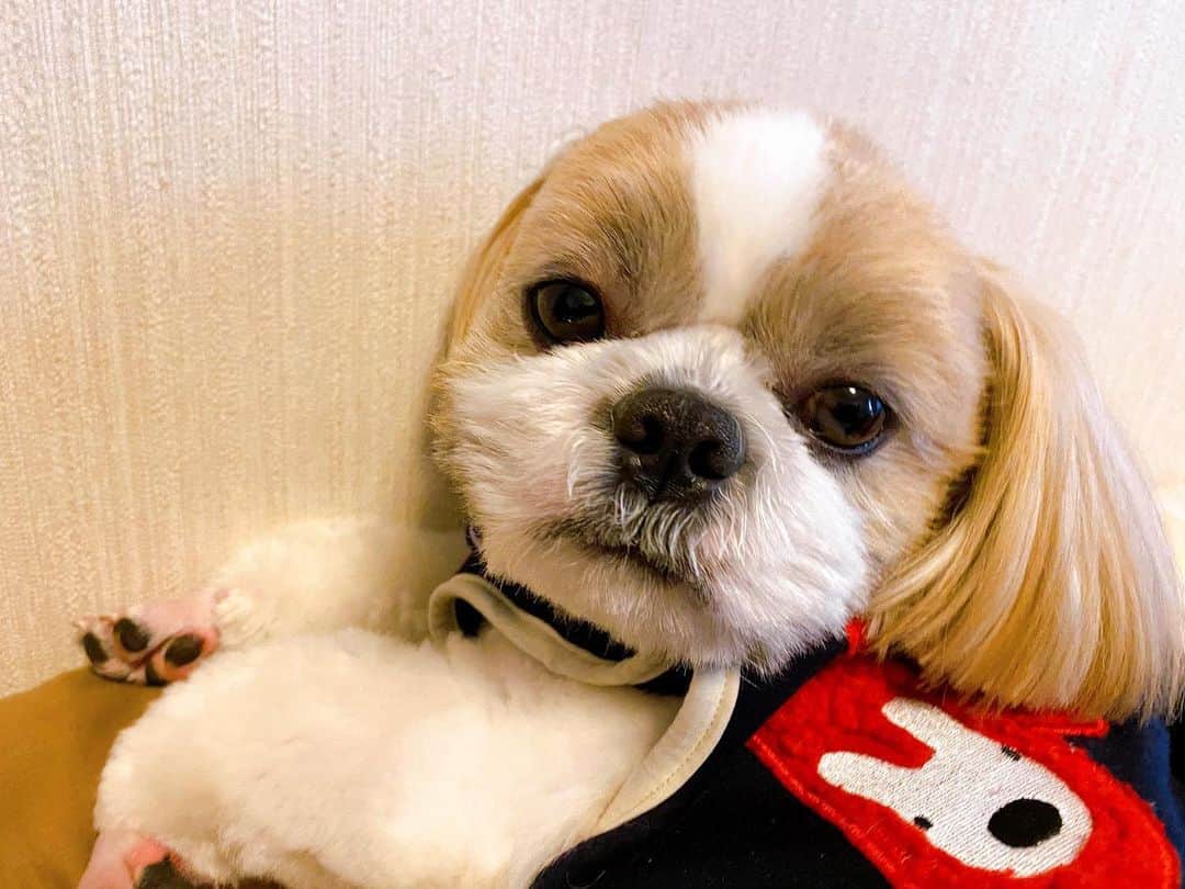 倉田雅世のインスタグラム：「おはようございます。 土曜日。 1月も明日でおしまい。 どうやら…わたしも花粉症の季節がはじまってしまいました(ノ_＜) わんこは、モーニングルーティンが終わり、まったり中。 #いぬすたぐらむ #いぬのいる暮らし」